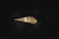 藏品(錐蜷)的圖片
